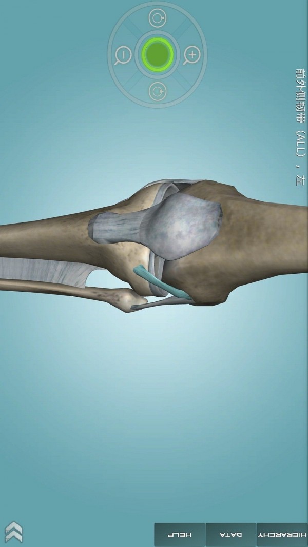 骨骼解剖图集软件截图3