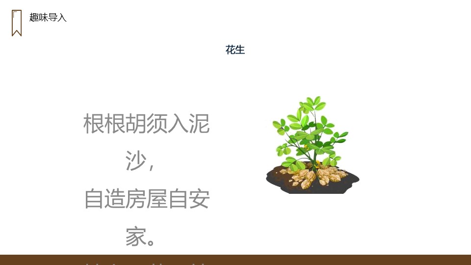 《落花生》PPT精品课件下载下载