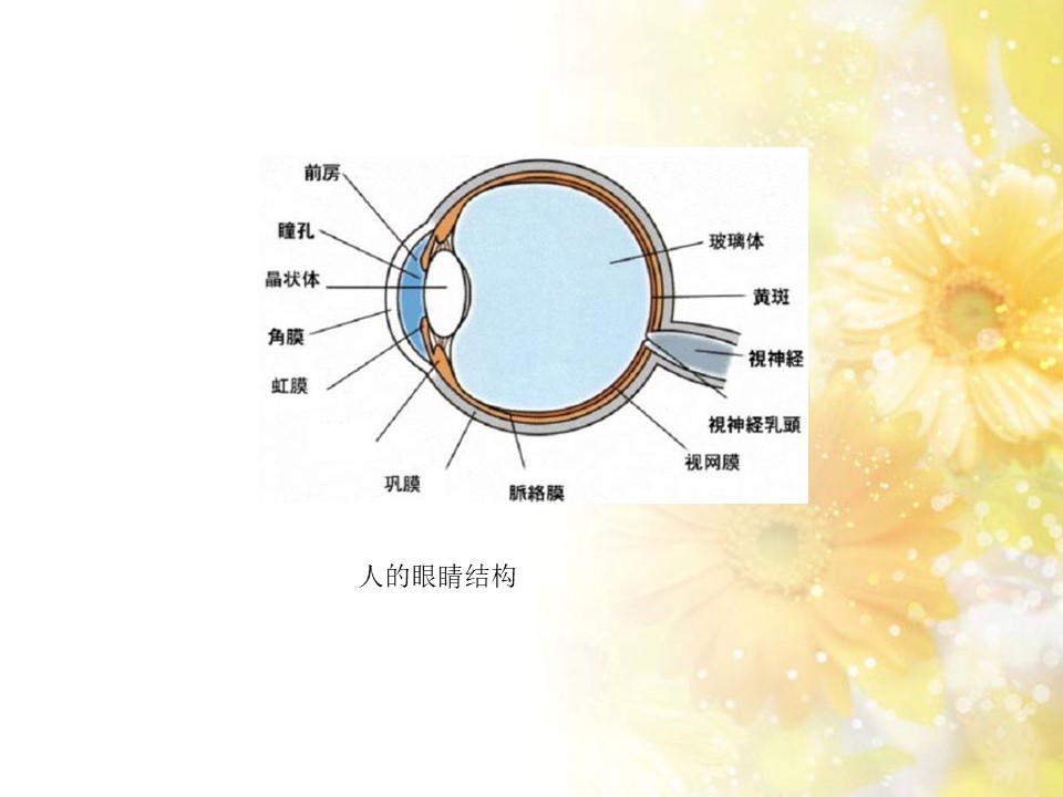 《永生的眼睛》PPT课件10下载