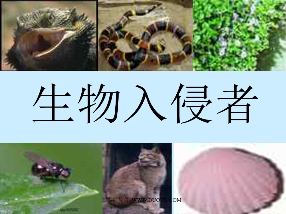 《生物入侵者》PPT课件2下载