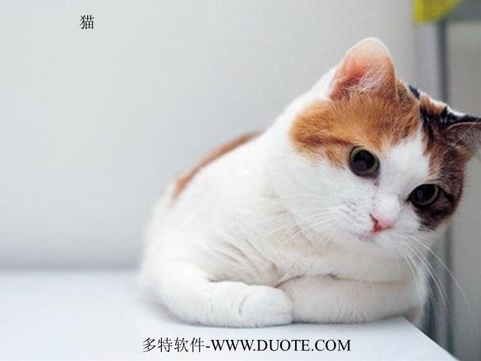 《猫》PPT课件下载3下载