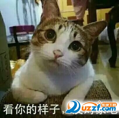 人民的猫奴表情图片大全下载