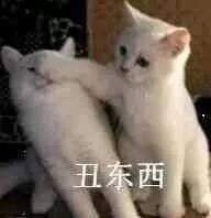 猫咪抱头表情包下载