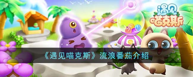 《遇见喵克斯》流浪番茄介绍