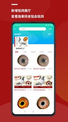 鸽羽林软件截图1