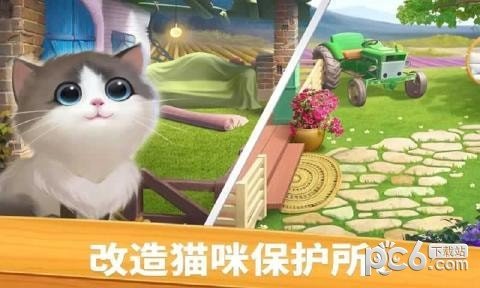 猫咪比赛