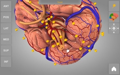 3d脑部解剖(brain 3d)软件截图2