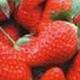 草莓栽培方法图解