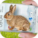 兔子在手机可爱的笑话小白兔(手机的小兔子玩笑)