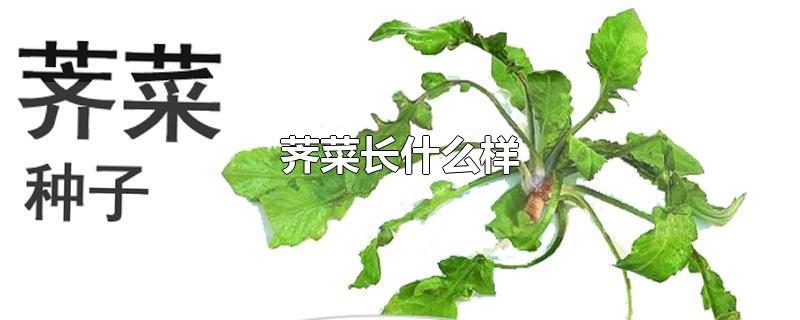 荠菜长什么样