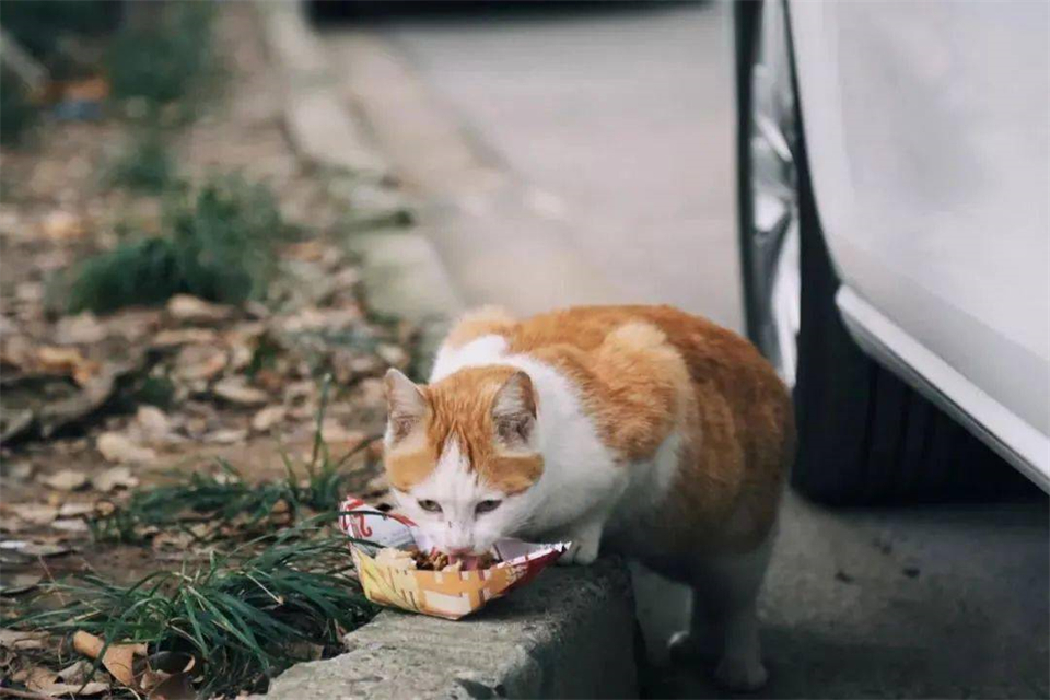 3种方法来怎样赶走流浪猫