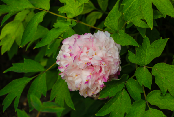 芍药为什么叫鬼花?传说芍药会吸收阴气(迷信说法)