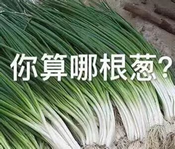 抖音你算哪根葱你算哪个橙子表情包 抖音表情包大全介绍推荐