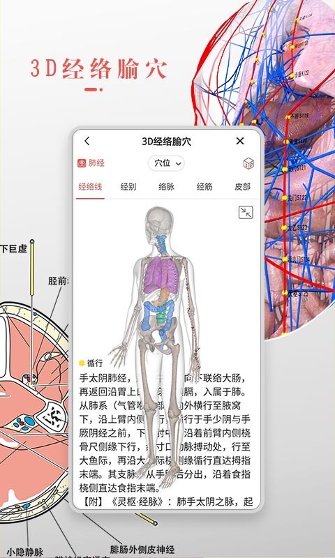 3Dbody解剖软件截图1