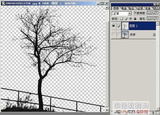 photoshop抠图教程-树枝抠图方法