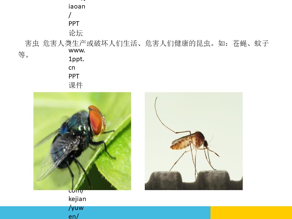 《动物儿歌》PPT课件下载