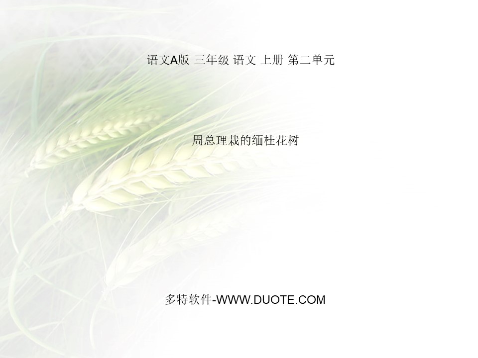 《周总理栽的缅桂花树》PPT课件2下载