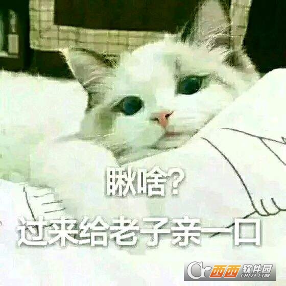 猫咪表情包下载