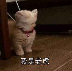 我是老虎猫咪表情包