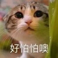 猫咪抱头表情包下载