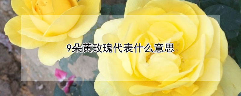 9朵黄玫瑰代表什么意思