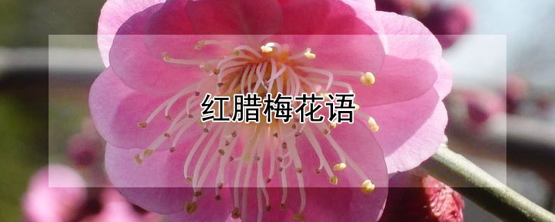 红腊梅花语