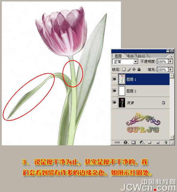 photoshop抠图教程-运用背景橡皮擦抠透明郁金香