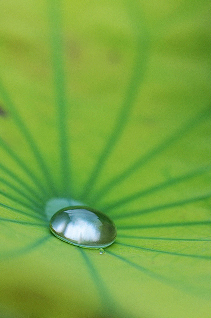 换种思路拍荷花