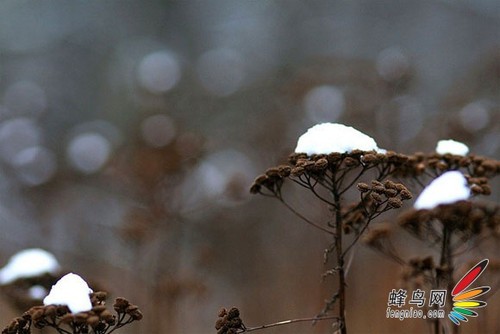 如何拍摄“雪中幻境” 雪景拍摄技巧全攻略