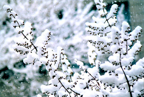 雪景拍摄技巧浅谈