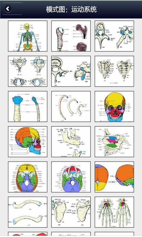 解剖学知识软件截图1