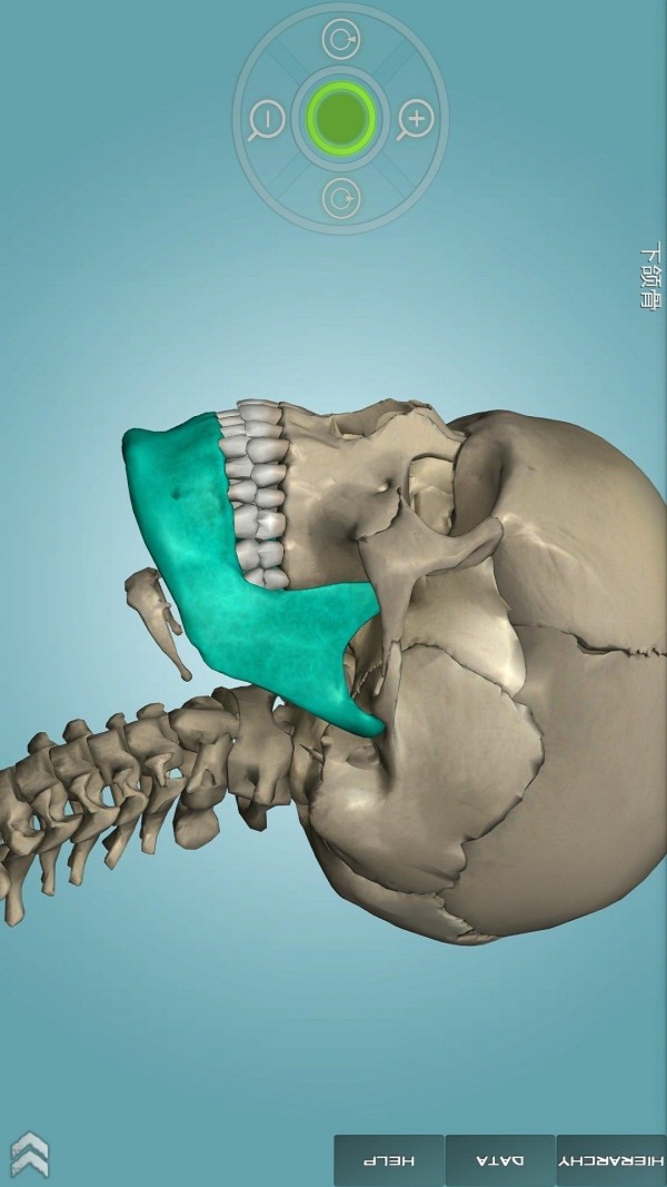 骨骼解剖图集软件截图0