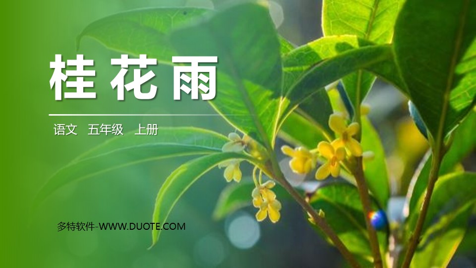 《桂花雨》PPT精品课件下载下载