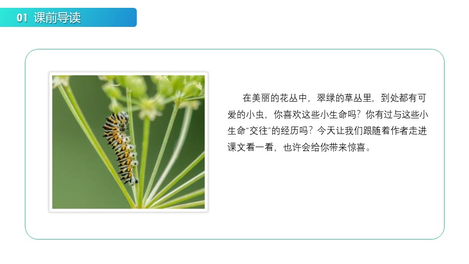 《我是一只小虫子》PPT课件免费下载下载