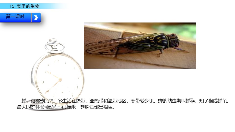 《表里的生物》PPT下载