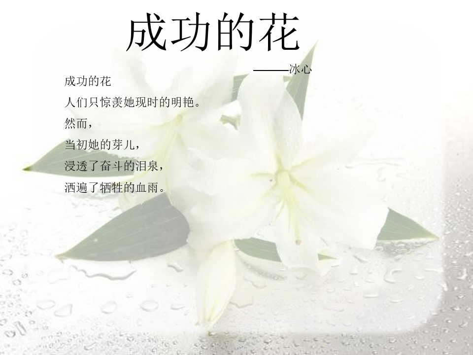 《心田上的百合花开》PPT课件下载