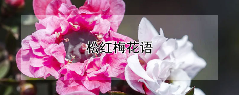 松红梅花语