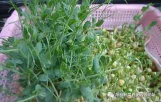 豌豆怎么种植方法视频(豌豆苗怎么种植)