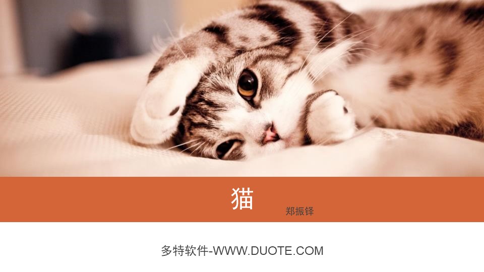 《猫》PPT免费课件下载