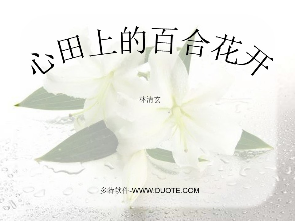 《心田上的百合花开》PPT课件下载