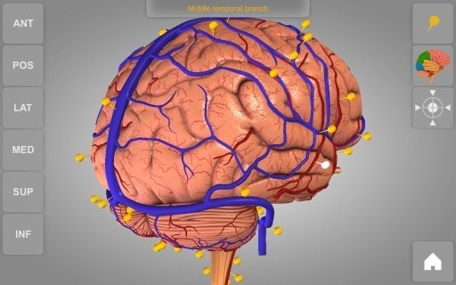 3d脑部解剖(brain 3d)软件截图0