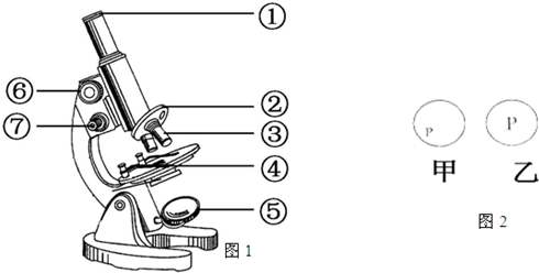 显微镜的结构图示意图下载