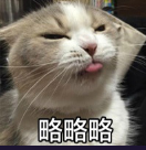 猫咪卖萌图片带字