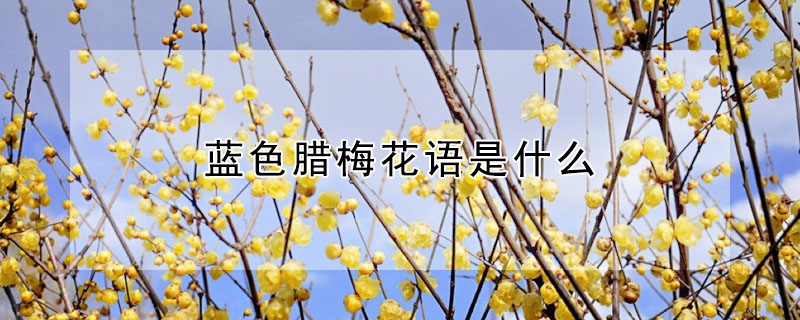 蓝色腊梅花语是什么