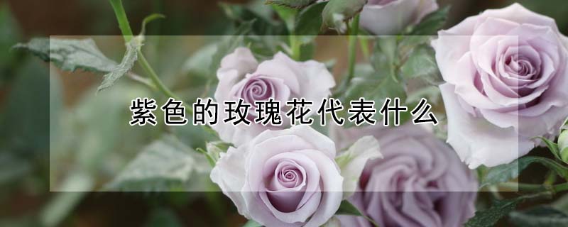 紫色的玫瑰花代表什么