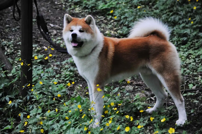 秋田犬数字化：日本社会利用区块链技术保护犬种